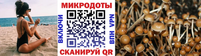 Галлюциногенные грибы Psilocybine cubensis Микунь